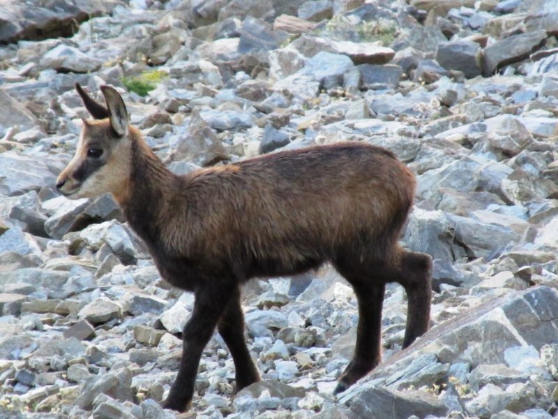 chamois1.jpg