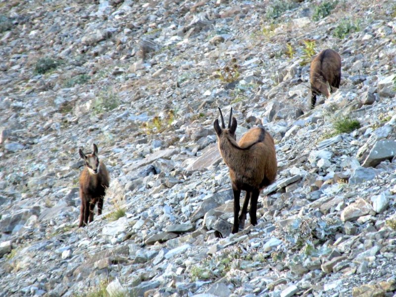 chamois5.jpg