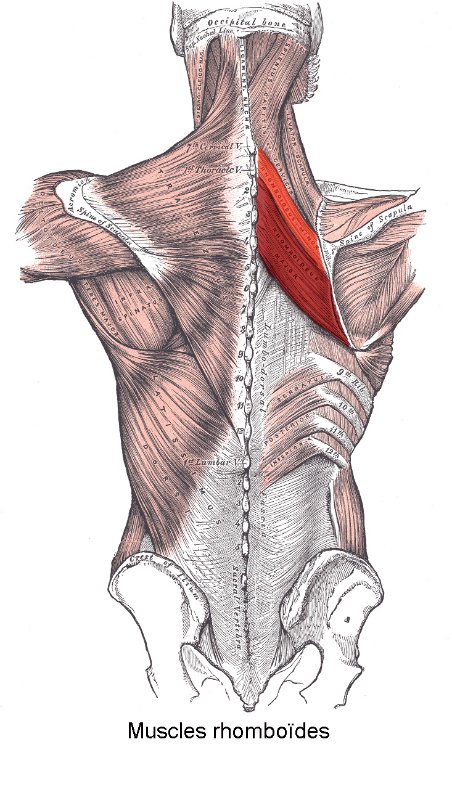 Muscles_rhomboïdes.jpg