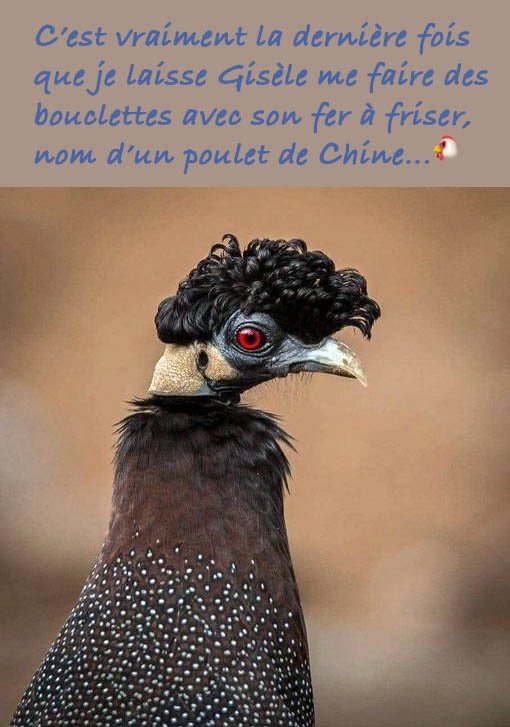 Poulet_Boucle ANNONCE.jpg