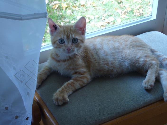 Tigrou aime bien le tabouret de piano qui restait vide....