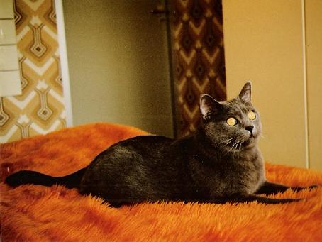 Pascha (en 1976)