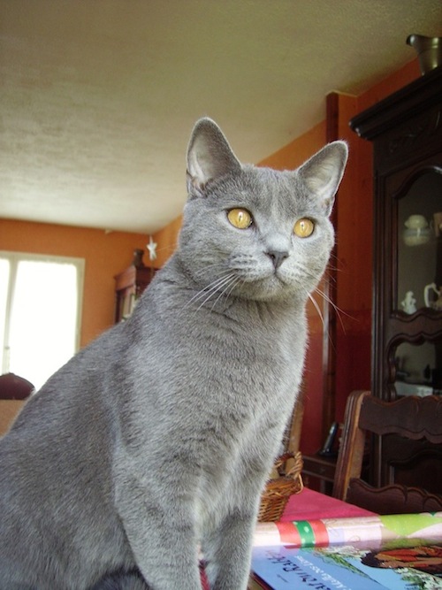 Noël 2008 051.jpg