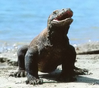 Komodo.jpg