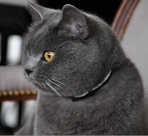 Erzy attentive.jpg