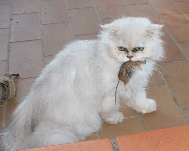 souris rogné.JPG